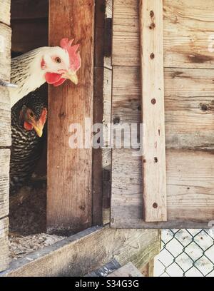 Due polli cortile che spuntavano di loro porta coop Foto Stock