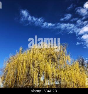 Verde fresco sui rami di un vecchio albero di salice in primavera Foto Stock