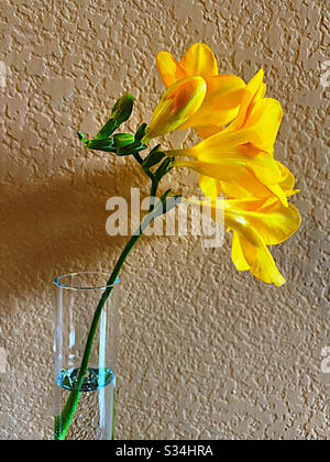 Giallo Freesia in vaso di vetro Foto Stock