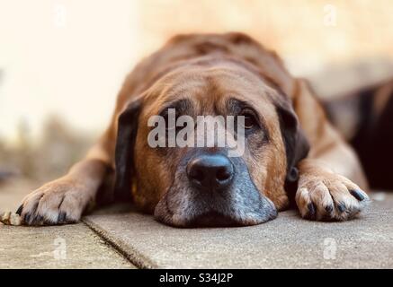 Toro mastiff Rottweiler crossbreed carino cane sdraiato a riposo sul pavimento Foto Stock