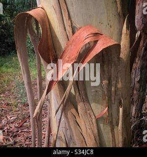 Corteccia di peeling di un Ash Blue Mountains, Leura, NSW, Australia Foto Stock