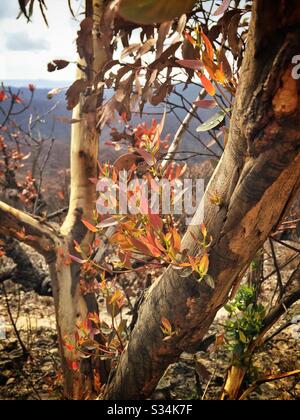 Epicormic germogli su un albero di Eucalipto circa un mese dopo essere stato bruciato da bushfire, Hat Hill, Blue Mountains National Park, NSW, Australia, gennaio 2020 Foto Stock