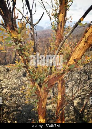Epicormic germogli su un albero di Eucalipto circa un mese dopo essere stato bruciato da bushfire, Hat Hill, Blue Mountains National Park, NSW, Australia, gennaio 2020 Foto Stock