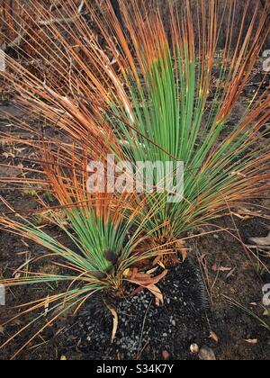 Ricrescita sugli alberi di erba circa un mese dopo essere stato bruciato da un fitto, Hat Hill, Blue Mountains National Park, NSW, Australia, gennaio 2020 Foto Stock