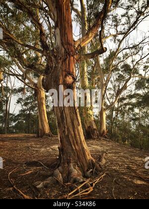 Uno stand di Blue Mountains Frassino alberi in tarda luce del pomeriggio, Leura, NSW, Australia Foto Stock