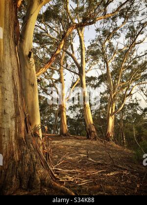 Uno stand di Blue Mountains Frassino alberi in tarda luce del pomeriggio, Leura, NSW, Australia Foto Stock