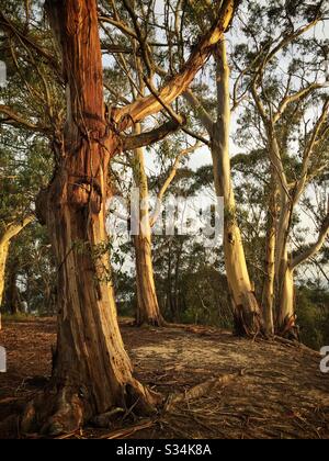 Uno stand di Blue Mountains Frassino alberi in tarda luce del pomeriggio, Leura, NSW, Australia Foto Stock