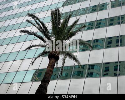 LOS ANGELES, CA, MAR 2020: Albero di palma con verde, finestre di costruzione di uffici su grattacielo in background, quartiere finanziario del centro Foto Stock