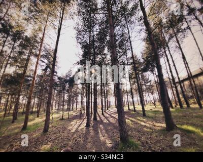 Alti pini nella foresta densa rurale. Scena naturale di trekking in sentiero boscoso. Vista ad angolo basso e ampio di rami, tronchi e cielo. Retroilluminata con tramonto dietro i boschi. Foto Stock