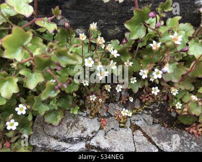 Saxifraga tridattilites, Rue-Leaved Saxifrage Foto Stock