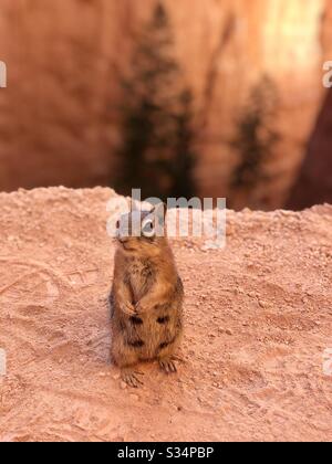 Chipmunk al Bryce Canyon National Park Foto Stock