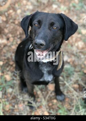 Felice cane di salvataggio nero, Labrador mix - sorride Foto Stock