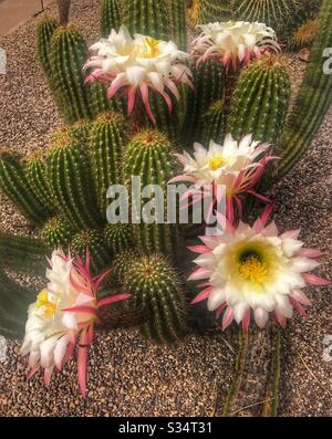 Fiore di cactus del deserto Foto Stock