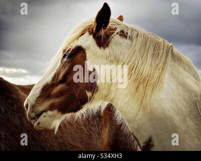Bellissimo e tranquillo cavallo in un paddock. Ritratto di bestiame addomesticato nel terreno agricolo rurale. Profilo laterale sulla testa di un cavallo sano marrone e bianco con mana Foto Stock