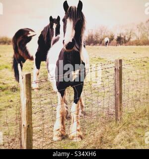 Cavalli belli e tranquilli in un paddock. Ritratto di bestiame addomesticato nel terreno agricolo rurale. Foto Stock