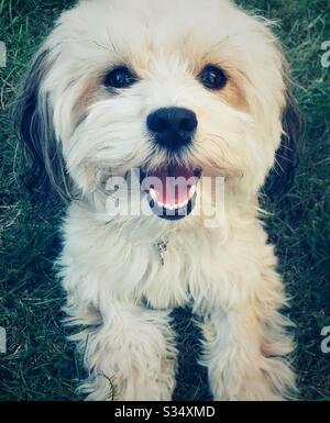 Bianco lanuginoso cane Havanese guardare felice Foto Stock