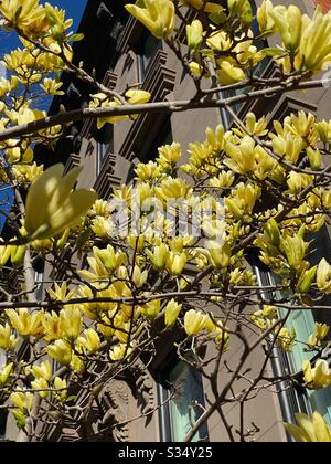 Giallo Magnolia albero in fiore, Brooklyn, New York, Stati Uniti. Foto Stock