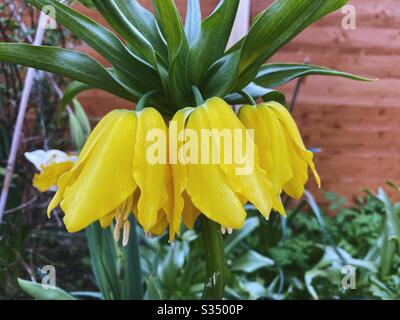 Corona imperiale Lulea (Fritillaria Imperialis) in fiore contro un recinto giardino, una pianta bulbosa che fiorisce in aprile/maggio. Foto Stock