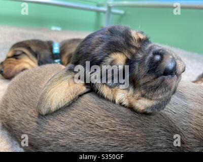 Cucciolo che dorme Foto Stock