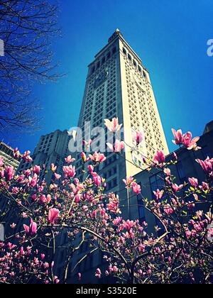 MetLife torre a 1 Madison Ave. Come visto da Madison Square, parco tra primavera fioritura alberi magnolia, NYC, Stati Uniti Foto Stock