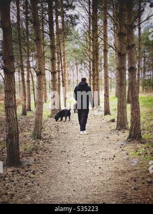 Alti alberi di pino in foresta rurale densa. Trefuge naturale in sentiero boschivo. L'uomo è visto da dietro, cani da passeggio in natura Foto Stock