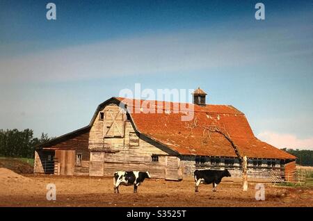 Vecchio fienile, agricoltura, vita di campagna, legno, strutture, fienile, Holstein, mucca, capannone di bestiame Foto Stock