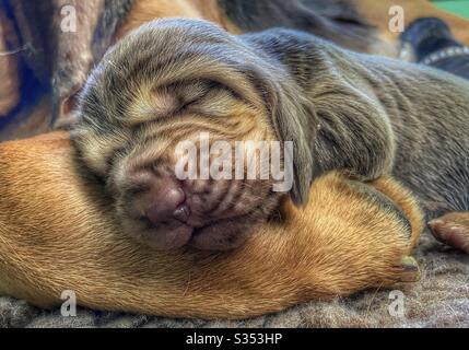 Bloodhound pelo cucciolo Foto Stock