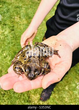 Ragazzo con rana in mano Foto Stock