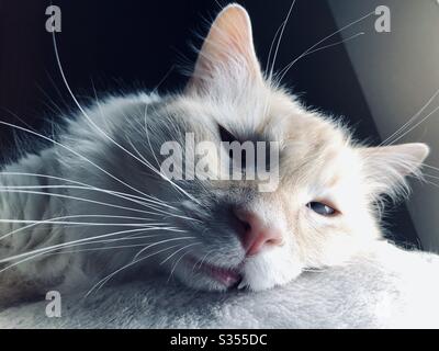 Fluffy flamepoint gatto siamese gatto dorme Foto Stock