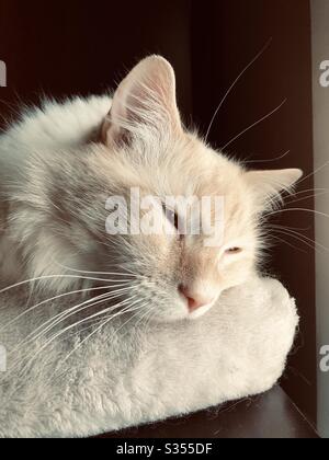 Fluffy flamepoint gatto siamese gatto dorme Foto Stock