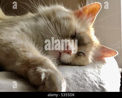 Fluffy flamepoint gatto siamese gatto dorme Foto Stock