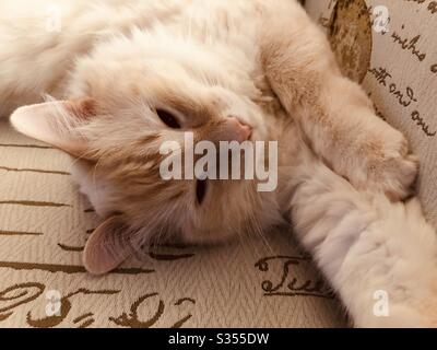 Fluffy flamepoint gatto siamese gatto dorme Foto Stock