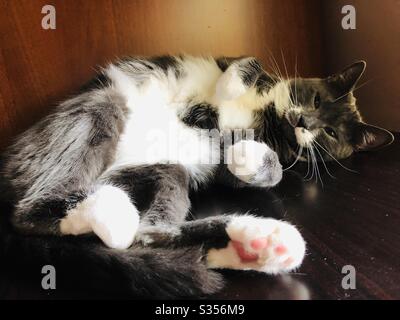 Bellissimo gatto grigio tuxedo Foto Stock