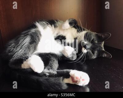 Bellissimo gatto grigio tuxedo Foto Stock