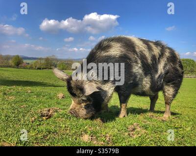 Maiale mangiare in un campo nello Yorkshire occidentale Foto Stock