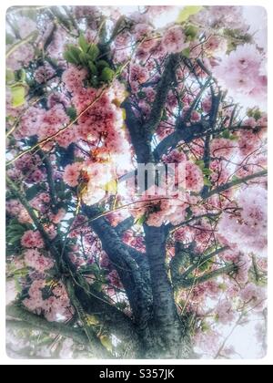 Cherry blossom in Beckenham london in April 2020 with white frame Foto Stock