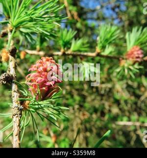 Passeggiate in campagna Foto Stock