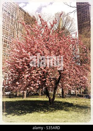 Un bellissimo albero rosa di ciliegio di Kwanzan in fiore nel Madison Square Park, primavera, New York City, Stati Uniti Foto Stock