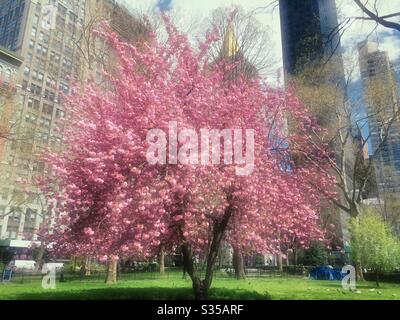 Un bellissimo albero rosa di ciliegio di Kwanzan in fiore nel Madison Square Park, primavera, New York City, Stati Uniti Foto Stock