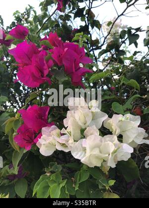 Bougainvillea , fiore hawaiano , fiore tropicale 、ブーゲンビリア Foto Stock