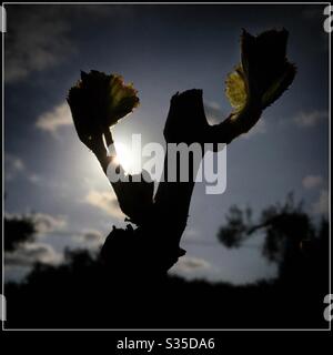 Syrah vigne a bud-burst nel vigneto, Catalogna, Spagna. Foto Stock