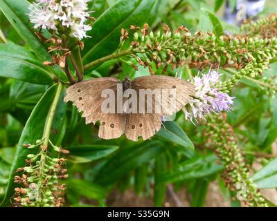 Farfalla ad anello marrone che si crogiola su un fiore al sole estivo Foto Stock