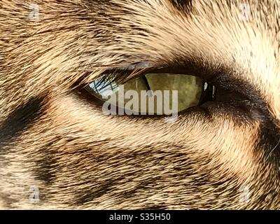 Gatto occhio - Savannah Cat Foto Stock