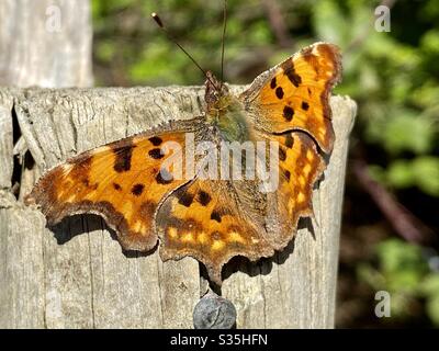 Grande tartaruga eshell Butterfly - Nymphalis Polychloros Foto Stock