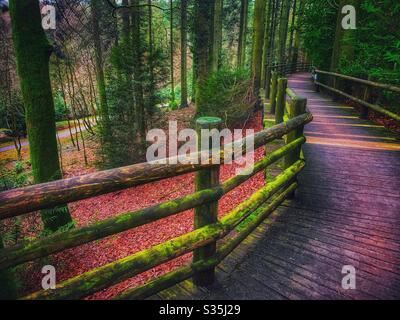 Passeggiata lungo la foresta. Ringhiere di tronchi ricoperte di licheni verdi, con foglie autunnali che coprono il pavimento della foresta. Foto Stock
