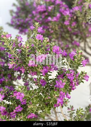 Albero di ortica viola in piena fioritura Foto Stock