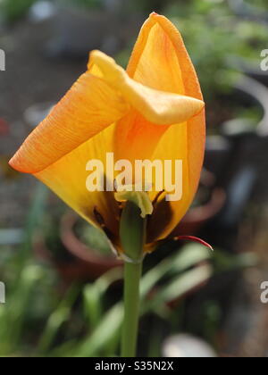 Tulipano manca un petalo Foto Stock