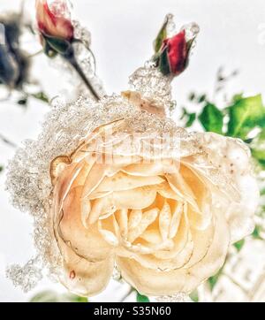 Rosa invernale: Rosa bianca appassita coperta di neve con due rose rosa nella terra posteriore. Foto Stock