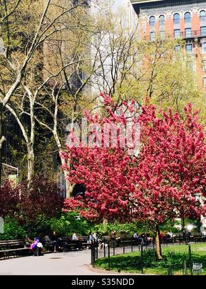 Un albero di granchio di fuoco di prateria è in piena fioritura in Madison Square, Park in primavera, NYC, Stati Uniti Foto Stock