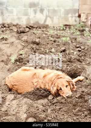 Un cane di recupero dorato che si stese nello sporco esterno e guardando la macchina fotografica. Foto Stock